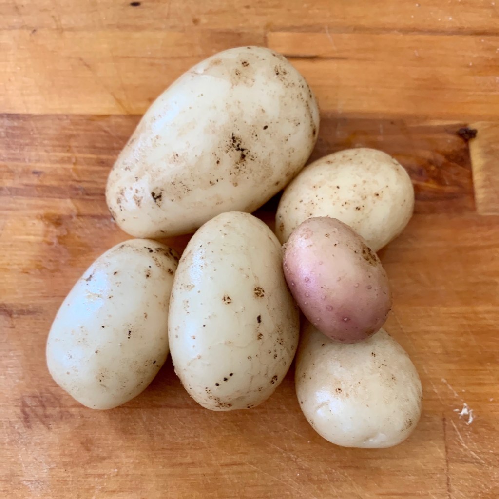 Adventures in Container&nbsp;Potatoes