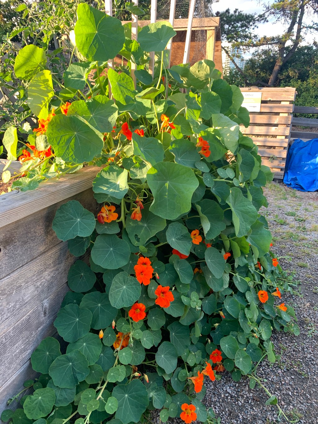 Community Gardens of the Physically Distant Future