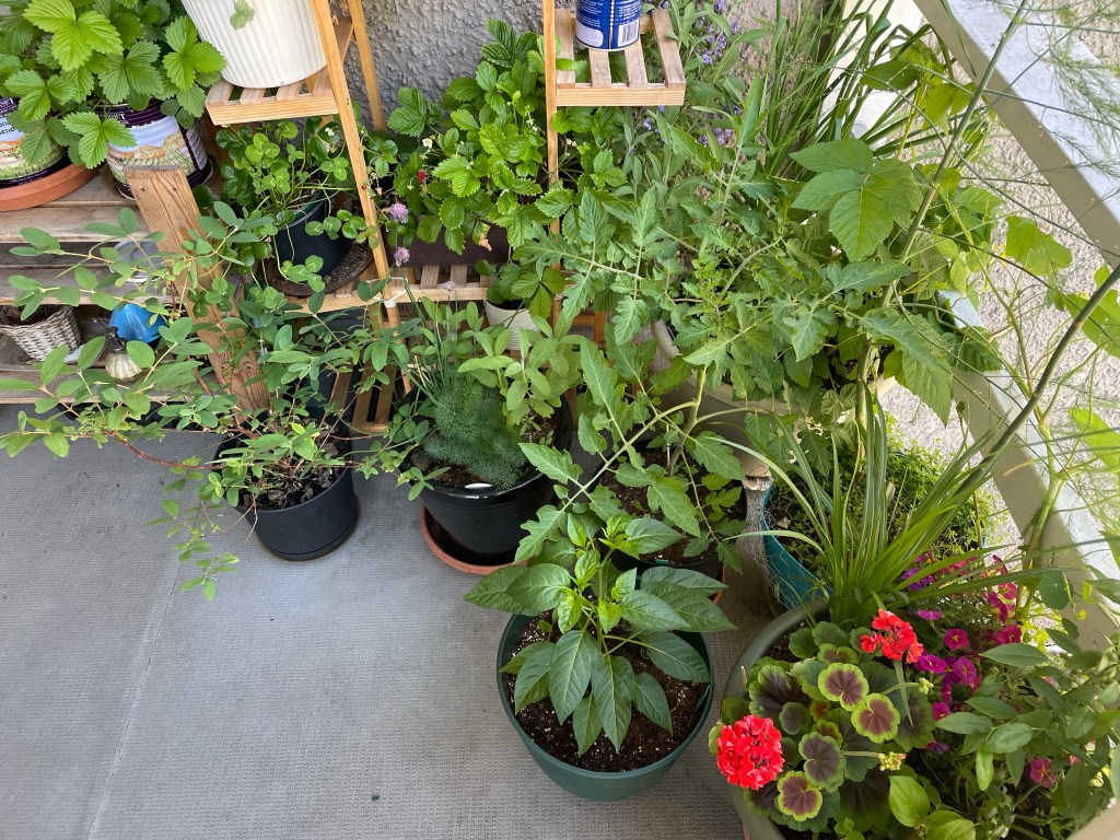 Growing Food in Small&nbsp;Spaces