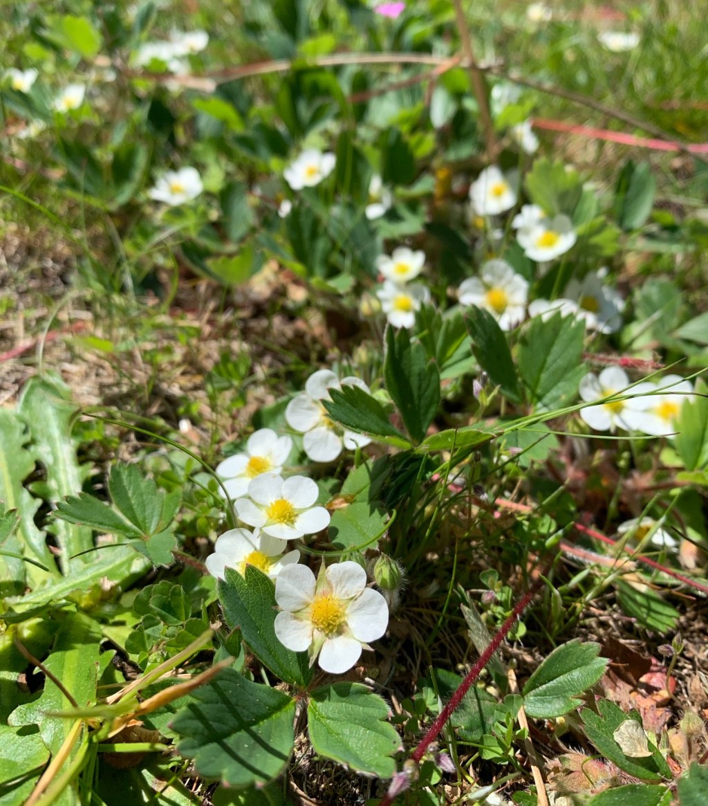 Pacific Northwest Native Plants to Use in Permaculture&nbsp;Designs