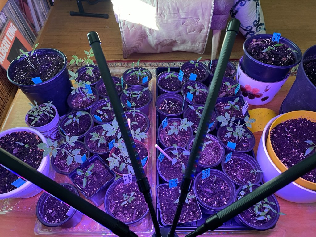 Just Get a Grow&nbsp;Light