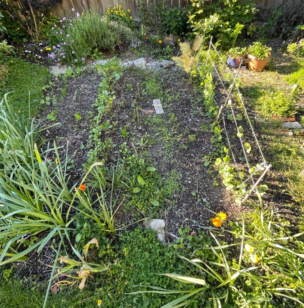 Satellite Garden Update