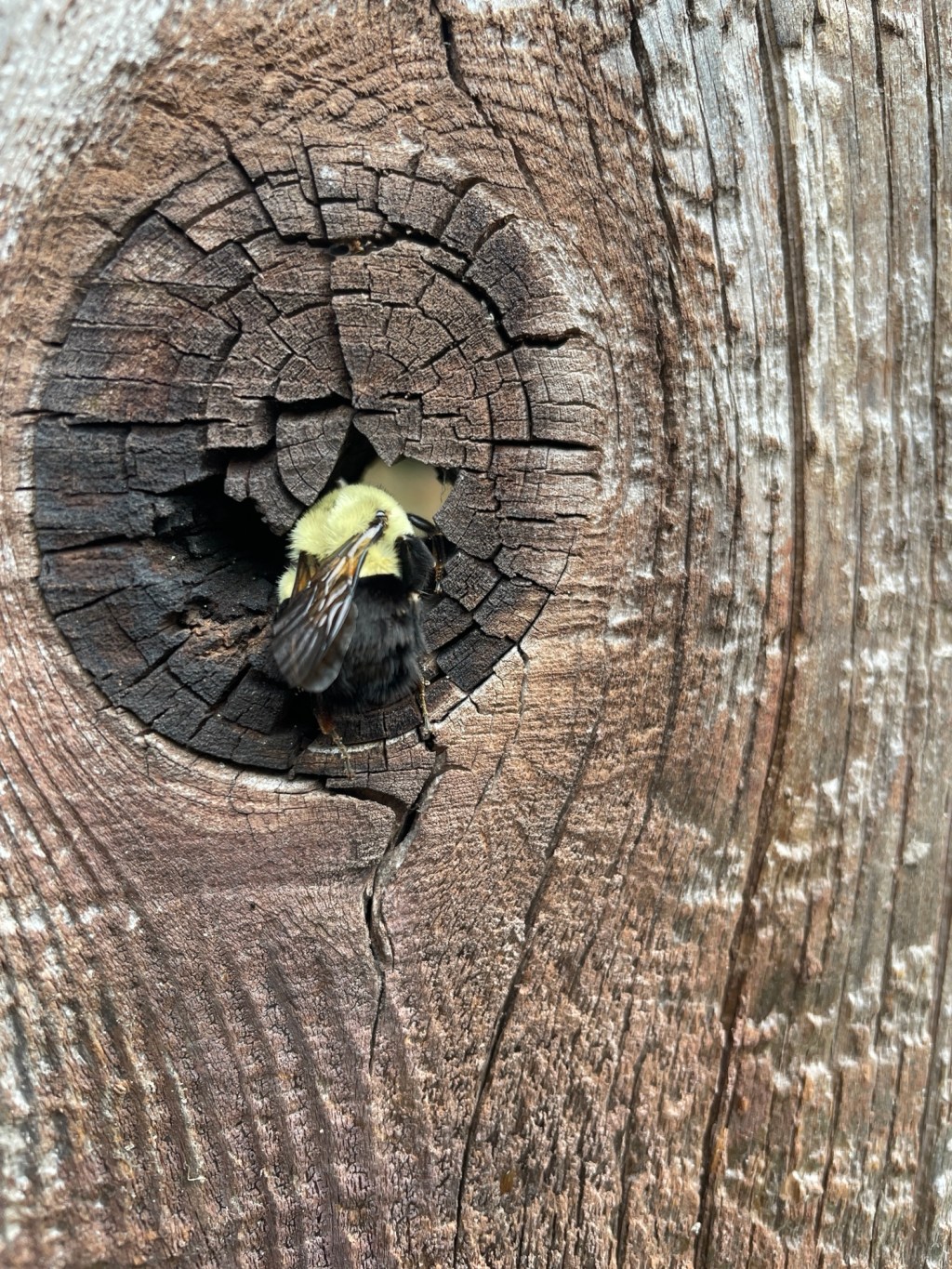 Are We Saving the Wrong&nbsp;Bees?