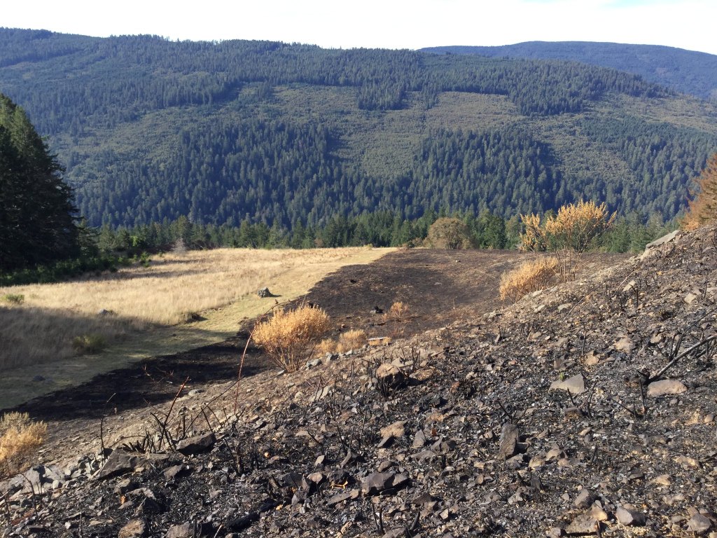 Why Some Forests Burn More Than&nbsp;Others