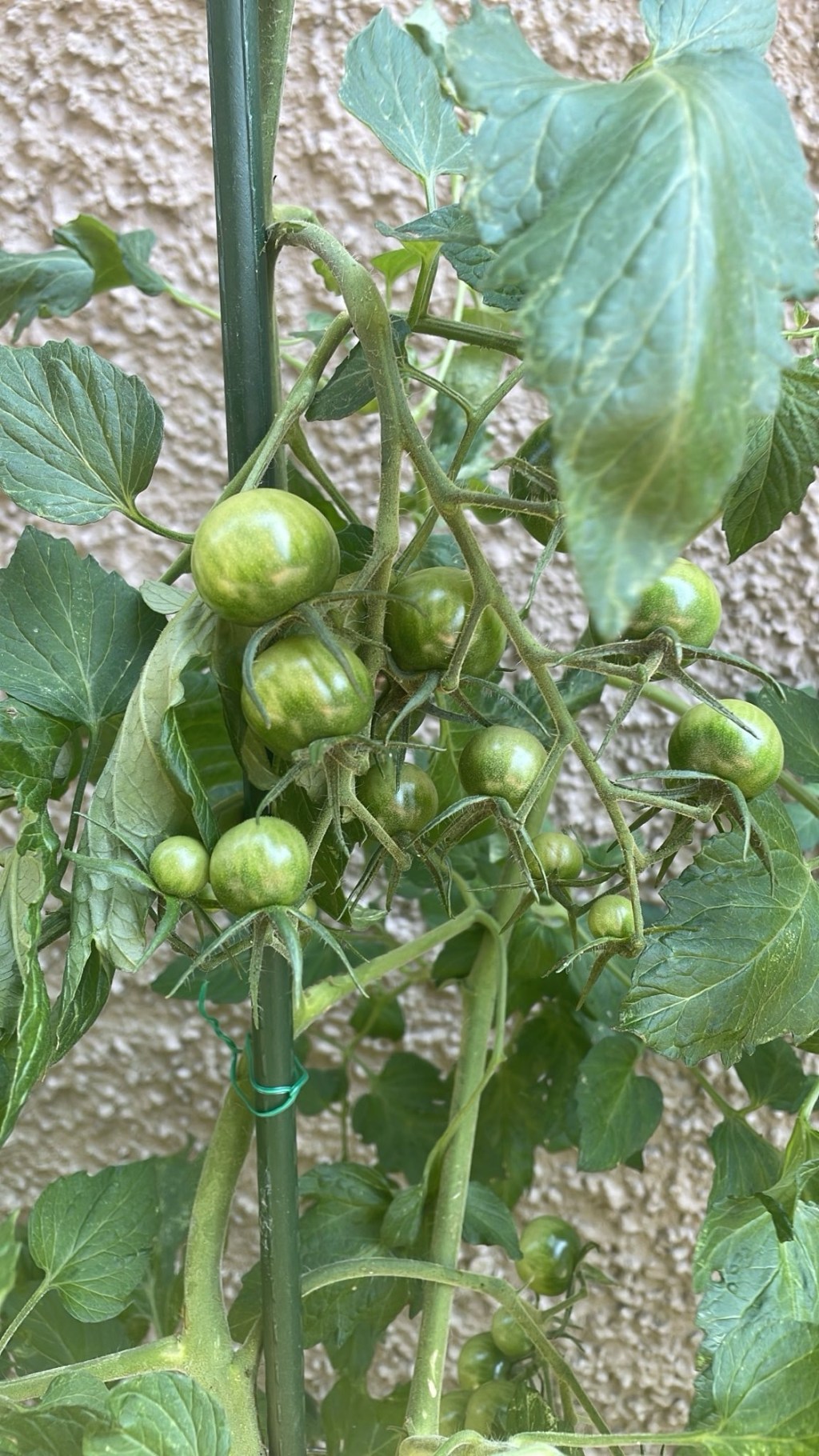 Dog Days of&nbsp;Summer