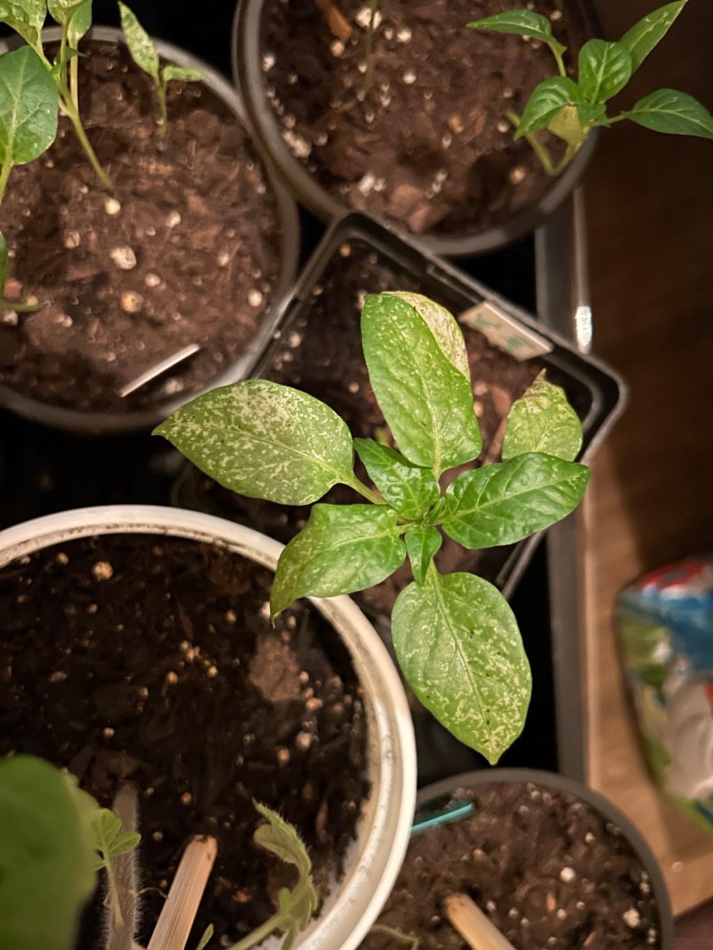 Lessons Learned on Not Tending to Your&nbsp;Seedlings