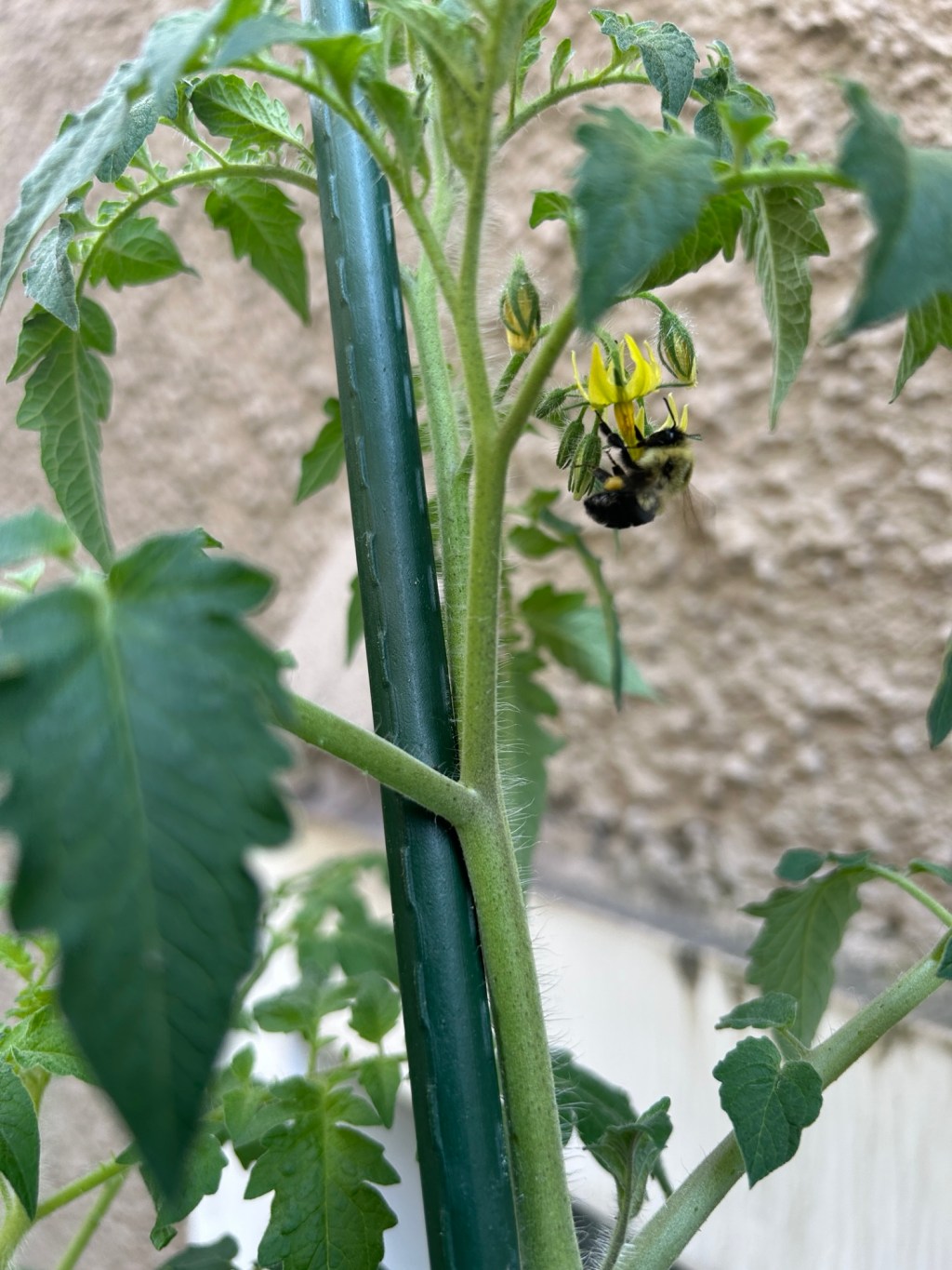 Dog Days of&nbsp;Summer