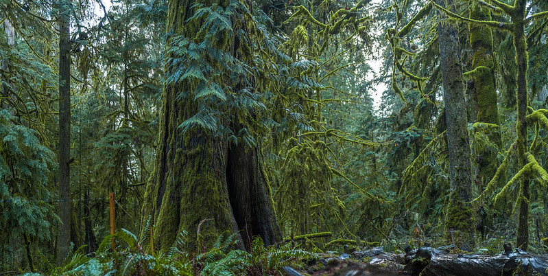 Old Growth Forest Is More Important than&nbsp;Ever