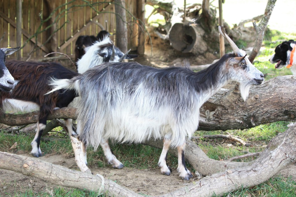 Where Should You Put Goats on Your&nbsp;Property?