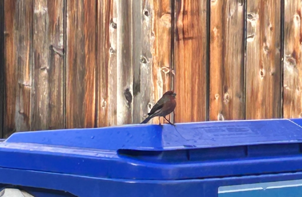 Episode 2: What the Birds Are Telling&nbsp;You